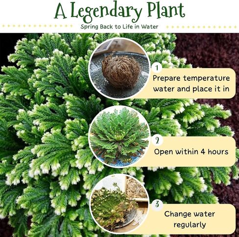 17 Pack Rose of Jericho Dried Plants - Dried Fern Like Scale Leaf Prayer Plants for Spiritual Purification, Home Decor, Vase Filler, ldeal Present for Plant Lovers in Saudi Arabia