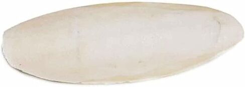 Cuttlebone Bulk 25 Count, Medium: 4 - 6 inches, for Birds, Tortoises in Kuwait