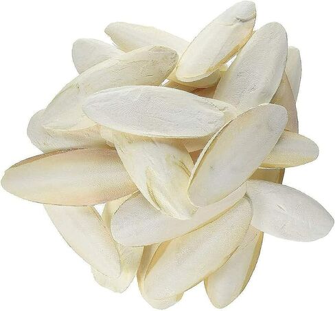 Cuttlebone Bulk 25 Count, Medium: 4 - 6 inches, for Birds, Tortoises in Kuwait