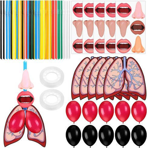 24 Sets Lung Model Respiratory System Model Toys for Back to School Science Classroom Study Display Teaching Biologic Anatomy and Lung Learning Homeschool Preschool Early Childhood Teaching Aid in Saudi Arabia