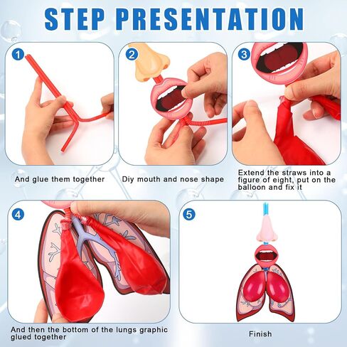 24 Sets Lung Model Respiratory System Model Toys for Back to School Science Classroom Study Display Teaching Biologic Anatomy and Lung Learning Homeschool Preschool Early Childhood Teaching Aid in Saudi Arabia