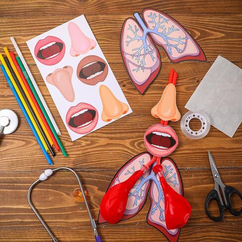 24 Sets Lung Model Respiratory System Model Toys for Back to School Science Classroom Study Display Teaching Biologic Anatomy and Lung Learning Homeschool Preschool Early Childhood Teaching Aid in Saudi Arabia