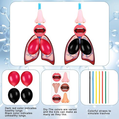 24 Sets Lung Model Respiratory System Model Toys for Back to School Science Classroom Study Display Teaching Biologic Anatomy and Lung Learning Homeschool Preschool Early Childhood Teaching Aid in Saudi Arabia