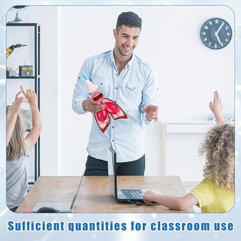 24 Sets Lung Model Respiratory System Model Toys for Back to School Science Classroom Study Display Teaching Biologic Anatomy and Lung Learning Homeschool Preschool Early Childhood Teaching Aid in Saudi Arabia