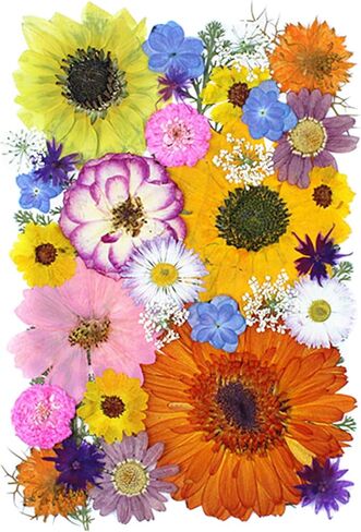 35Pcs Dried Pressed Flowers for Crafts Resin DIY Art Natural Dry Floral Large Size Daisy Colorful Epoxy Jewelry Real Rose Decor Cakes Bookmarks Phone Cases Candles Handmade Soap Papermaking Yellow in Kuwait