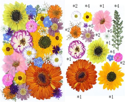 35Pcs Dried Pressed Flowers for Crafts Resin DIY Art Natural Dry Floral Large Size Daisy Colorful Epoxy Jewelry Real Rose Decor Cakes Bookmarks Phone Cases Candles Handmade Soap Papermaking Yellow in Kuwait