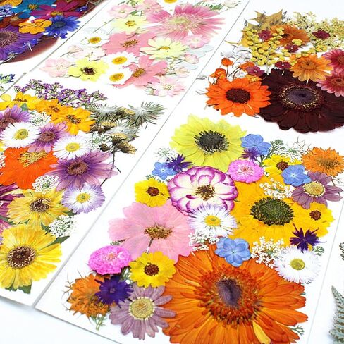 35Pcs Dried Pressed Flowers for Crafts Resin DIY Art Natural Dry Floral Large Size Daisy Colorful Epoxy Jewelry Real Rose Decor Cakes Bookmarks Phone Cases Candles Handmade Soap Papermaking Yellow in Kuwait