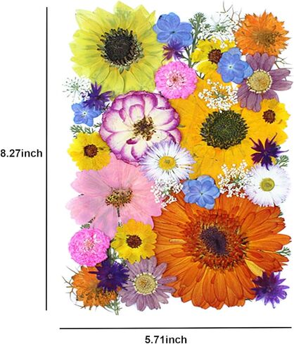 35Pcs Dried Pressed Flowers for Crafts Resin DIY Art Natural Dry Floral Large Size Daisy Colorful Epoxy Jewelry Real Rose Decor Cakes Bookmarks Phone Cases Candles Handmade Soap Papermaking Yellow in Kuwait