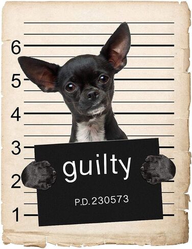Chihuahua Dog Mugshot Bad Dog Car Car Magnet ، مغناطيسي للثلاجة ، الثلاجة الزخرفية ، المكتب ، السبورة ، المطبخ ، الديكور المقاوم للمخزلة ، العائلة والأصدقاء ، 4x7 في in Saudi Arabia