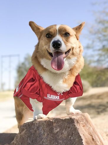 جيرسي شبكي من NCAA College Alabama Crimson Tide للكلاب والقطط، مقاس XX-Large. قميص Big Dog مرخص مع فريق الكلية لكرة القدم/كرة السلة المفضل لديك in Saudi Arabia