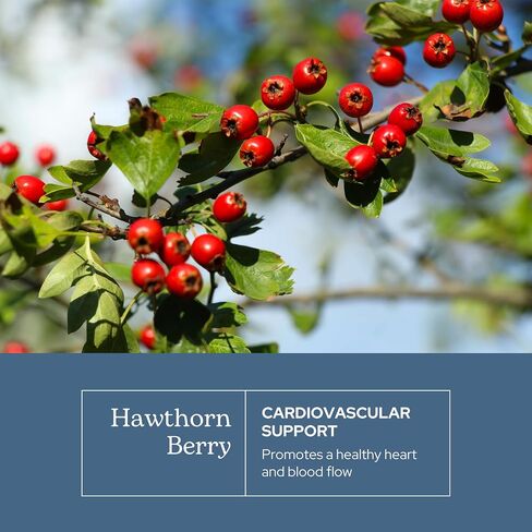 Eclectic Institute Raw Fresh Freeze-Dried Non-GMO Hawthorn Berry | Cardiovascular Support | 90 CT (500 mg) in Saudi Arabia