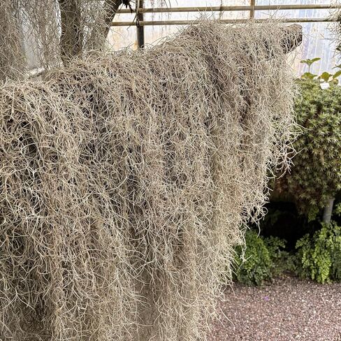 Giegxin 6 Pack Moss الإسبانية 41 "عصارة فو ، نباتات عصارية اصطناعية مصطنعة مزورة من النباتات المعلقة لعمليات إكليل معلقة مصطنعة للهالوين في الهواء الطلق (بني) in Kuwait
