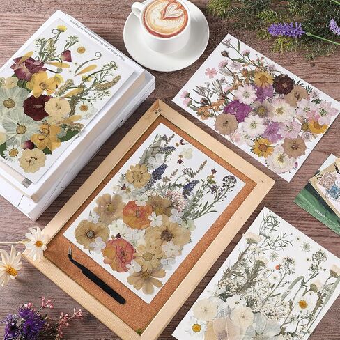 Nuanchu Pressed Flowers Bulk Dried Flower for Crafts, Dried Flower Leave Natural with Tweezer for Resin Mold Scrapbooking DIY (Vivid Colors,Blossom Style) in Saudi Arabia