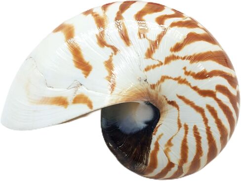 PEPPERLONELY قذائف نوتيلوس ذات غرف بيضاء طبيعية 4 بوصة ~ 5 بوصة in Kuwait