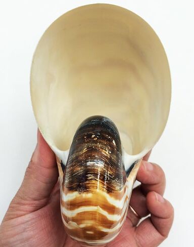 PEPPERLONELY قذائف نوتيلوس ذات غرف بيضاء طبيعية 4 بوصة ~ 5 بوصة in Kuwait