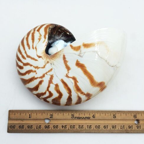 PEPPERLONELY قذائف نوتيلوس ذات غرف بيضاء طبيعية 4 بوصة ~ 5 بوصة in Kuwait