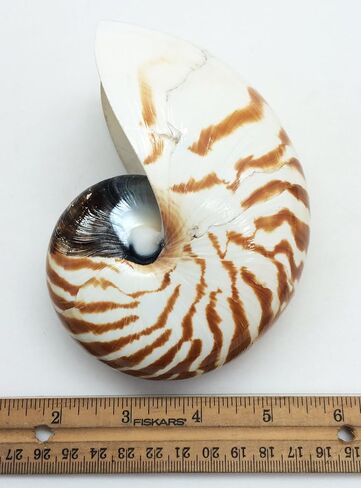 PEPPERLONELY قذائف نوتيلوس ذات غرف بيضاء طبيعية 4 بوصة ~ 5 بوصة in Kuwait