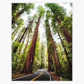 Humboldt Redwoods State Park Sticker Bumper Sticker Vinyl Decal 5" in Saudi Arabia