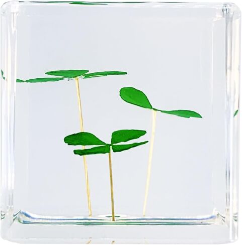 مكعب راتنج أكريليك ثقالة الورق مع زهرة أبدية محفوظة، أربع أوراق البرسيم داخل 4 سم مكعب أخضر جمالي رف نباتات ديكور مكتب الحلي ديكور لصديقتك in Kuwait