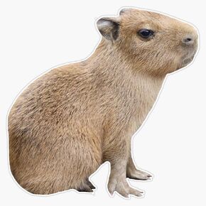 Magnet Capybara Baby Magnet Vinyl Decal Sticker 5" in Saudi Arabia