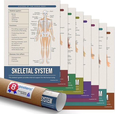 Quarterhouse Cells (Biology) Poster Set, Science Classroom Learning Materials for K-12 Students and Teachers, Set of 4, 12x18, Extra Durable in Kuwait
