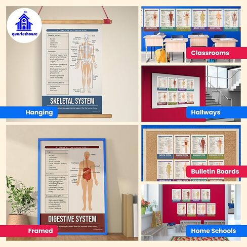 Quarterhouse Cells (Biology) Poster Set, Science Classroom Learning Materials for K-12 Students and Teachers, Set of 4, 12x18, Extra Durable in Kuwait