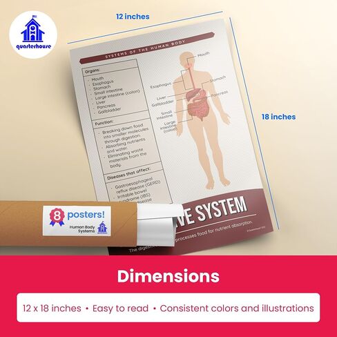 Quarterhouse Cells (Biology) Poster Set, Science Classroom Learning Materials for K-12 Students and Teachers, Set of 4, 12x18, Extra Durable in Kuwait