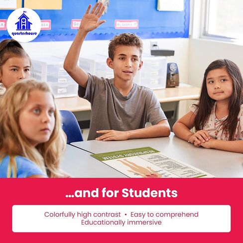 Quarterhouse Cells (Biology) Poster Set, Science Classroom Learning Materials for K-12 Students and Teachers, Set of 4, 12x18, Extra Durable in Kuwait