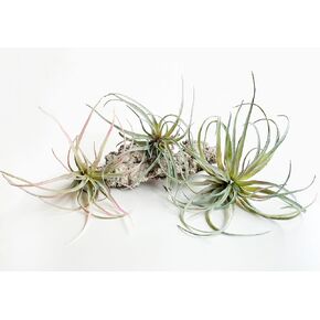 Large Green Real Touch Faux Air Plants, Lifelike Fake Tillandsia Pick, Artificial Air Plants for DIY Garden Wedding Home Decor — No Care Needed 5 pcs in Saudi Arabia