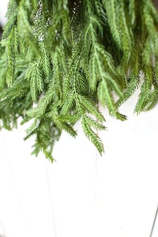Afloral Real Touch Norfolk Pine Wreath - 24 " in Kuwait