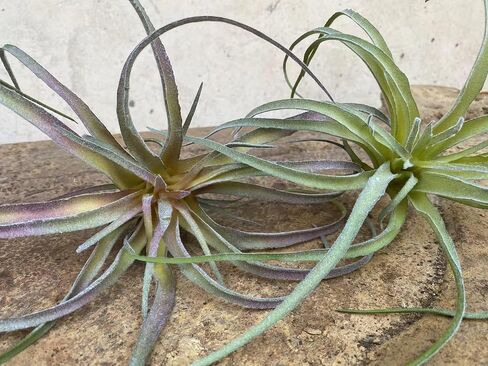 Large Green Real Touch Faux Air Plants, Lifelike Fake Tillandsia Pick, Artificial Air Plants for DIY Garden Wedding Home Decor — No Care Needed 5 pcs in Saudi Arabia