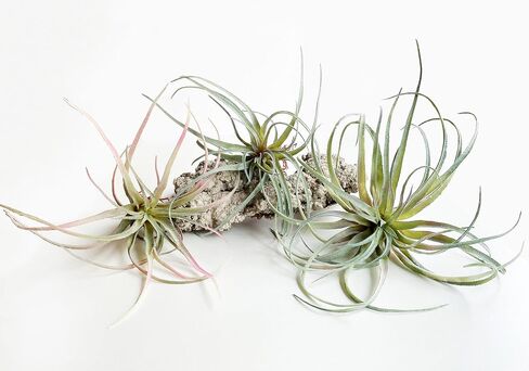 Large Green Real Touch Faux Air Plants, Lifelike Fake Tillandsia Pick, Artificial Air Plants for DIY Garden Wedding Home Decor — No Care Needed 5 pcs in Saudi Arabia