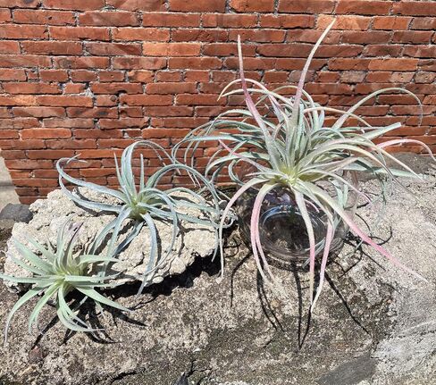 Large Green Real Touch Faux Air Plants, Lifelike Fake Tillandsia Pick, Artificial Air Plants for DIY Garden Wedding Home Decor — No Care Needed 5 pcs in Saudi Arabia