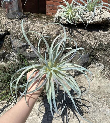 Large Green Real Touch Faux Air Plants, Lifelike Fake Tillandsia Pick, Artificial Air Plants for DIY Garden Wedding Home Decor — No Care Needed 5 pcs in Saudi Arabia