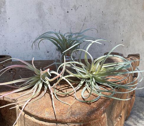 Large Green Real Touch Faux Air Plants, Lifelike Fake Tillandsia Pick, Artificial Air Plants for DIY Garden Wedding Home Decor — No Care Needed 5 pcs in Saudi Arabia