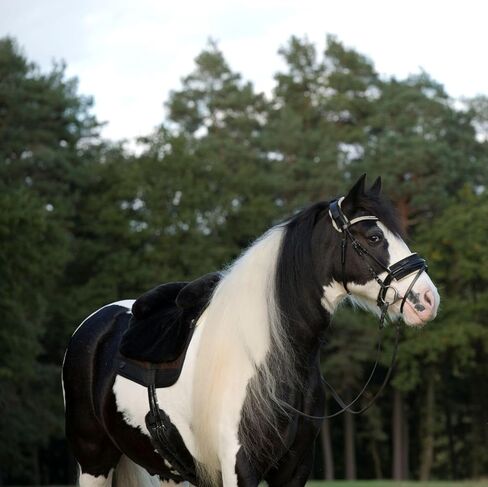 Horse Bareback Pad IBERICA Plus treeless Saddle in Spanish Style, Made of Real Sheepskin in Kuwait
