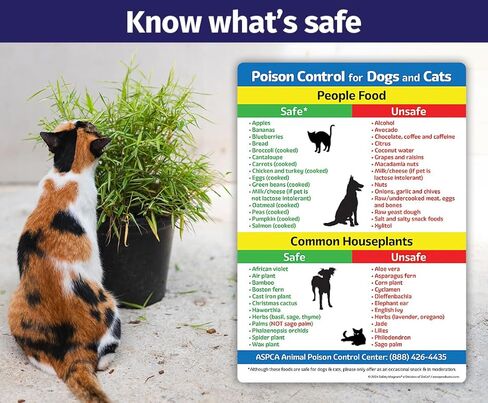 Safety Magnets by ZOCO – Safe & Toxic Foods and Plants for Dogs & Cats – 5"x7" Pet Safety Reference Magnet for Fridge – Dog & Cat Awareness Chart for Owners & Sitters in Saudi Arabia