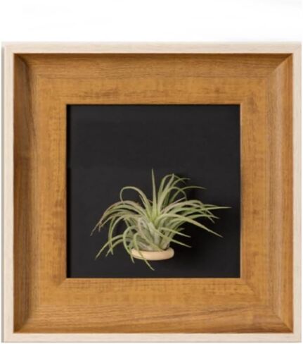 Handcrafted Modern Wooden Air Plant Holder - Versatile & Stylish Home Decor (White Edge with Brown Frame, Black Interior) in Saudi Arabia
