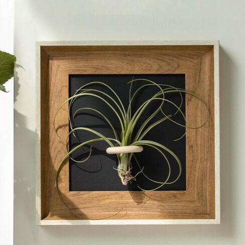 Handcrafted Modern Wooden Air Plant Holder - Versatile & Stylish Home Decor (White Edge with Brown Frame, Black Interior) in Saudi Arabia