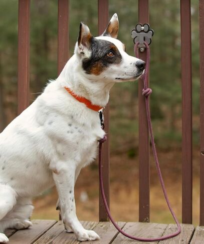 Dog Leash Hitch Parking Hook Medium Duty Wall-Mount Stainless Steel Dog Tie Out - Leash Holder for Wall - Mounting Hardware Kit Included (3" x 4") in Saudi Arabia