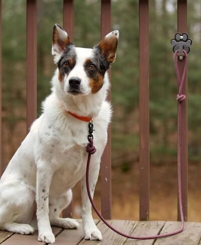Dog Leash Hitch Parking Hook Medium Duty Wall-Mount Stainless Steel Dog Tie Out - Leash Holder for Wall - Mounting Hardware Kit Included (3" x 4") in Saudi Arabia