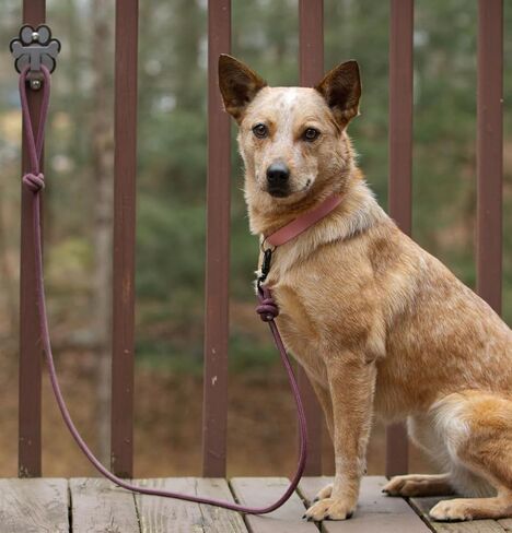 Dog Leash Hitch Parking Hook Medium Duty Wall-Mount Stainless Steel Dog Tie Out - Leash Holder for Wall - Mounting Hardware Kit Included (3" x 4") in Saudi Arabia