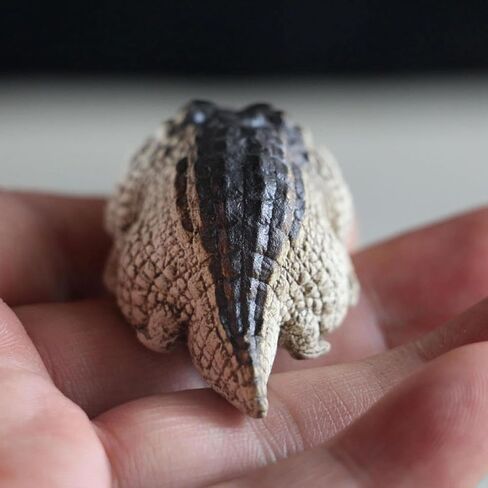 تمثال Zvzkc Tea Pet Aligator تمويلًا ، تمثالًا لطيفًا تمثالًا تمثالًا تمثالًا صغيرًا ، حيوانًا أليفة مينيًا مينيًا ، تمساح التمساح ، تمثال صغير ، تمثال تمساح يدويًا لزينة الحديقة المنزلية (أ) in Kuwait