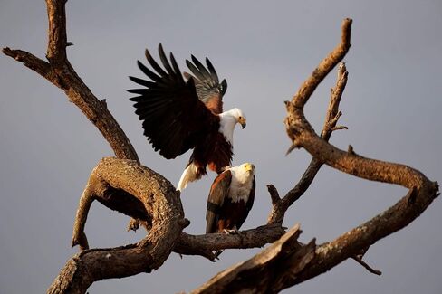 حزمة عدسة Sony Alpha 70-350mm F4.5-6.3 G OSS Super-Telephoto APS-C (أسود) مع منفاخ ملحقات متقدمة بكسل ومجموعة تنظيف | (SEL70350G) in Kuwait