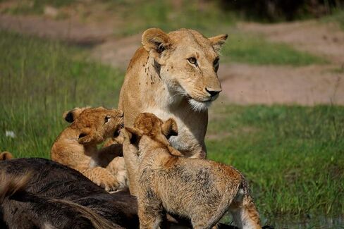 حزمة عدسة Sony Alpha 70-350mm F4.5-6.3 G OSS Super-Telephoto APS-C (أسود) مع منفاخ ملحقات متقدمة بكسل ومجموعة تنظيف | (SEL70350G) in Kuwait