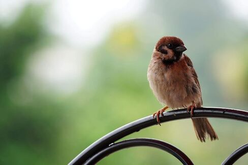 حزمة عدسة Sony Alpha 70-350mm F4.5-6.3 G OSS Super-Telephoto APS-C (أسود) مع منفاخ ملحقات متقدمة بكسل ومجموعة تنظيف | (SEL70350G) in Kuwait