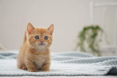 حزمة عدسة Sony Alpha 70-350mm F4.5-6.3 G OSS Super-Telephoto APS-C (أسود) مع منفاخ ملحقات متقدمة بكسل ومجموعة تنظيف | (SEL70350G) in Kuwait