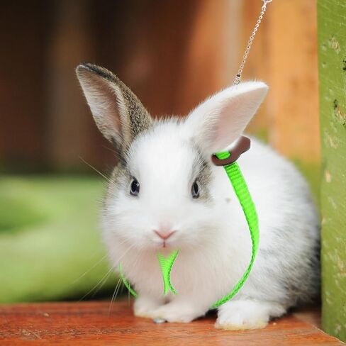 2 Pack Adjustable Hamster Leash Harness for Harness for Ferret Baby Rabbit Hamster Rat Mouse Leash Lead with Bell (Black) in Kuwait