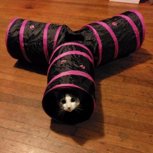 Cat Tunnels, Pet Ferret Rabbit Bunny Tunnels Tubes Subway Habitats, S-Style, DIY Cat Peekaboo Maze House Tent Bed, Kitten Interactive Toy (YY Type Tubes) in Kuwait