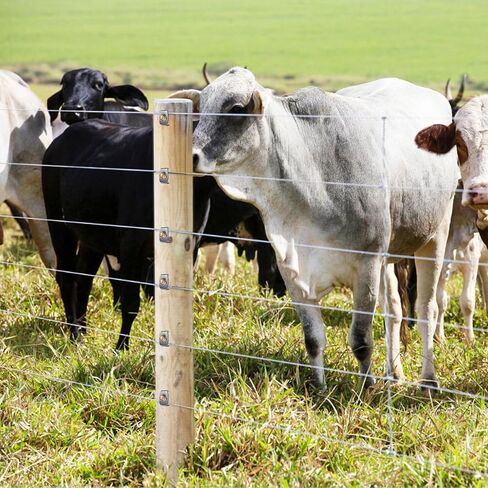 Fence Staples for Wire Fencing, Reusable Wire Fence Staples Fasteners for Mesh and Woven Fencing, 100pcs Wire Fence Staples Nails with Wire Fixer for Easy Installation in Kuwait